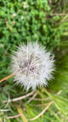 Fototapeta premium dandelion head 