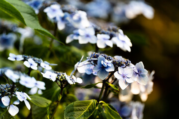 Hydrangea