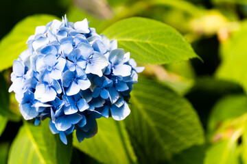 Hydrangea