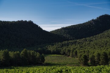 Fototapeta na wymiar vineyard landscape.