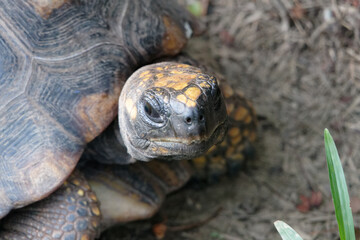 Portrait de tortue charbonnière à pattes jaunes en Guyane française