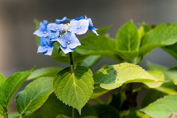 Hydrangea