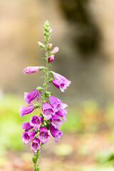 Foxgloves