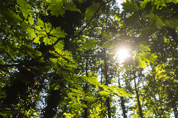 Sunlight in the tree