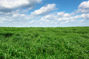 한국, 제주도, 오름, 목초지, 들판