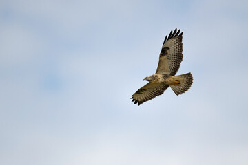 flying Common Buzzard // fliegender Mäusebussard (Buteo buteo)