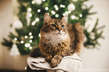 Adorable tabby cat sitting on knitted sweater on background of christmas tree lights. Cute maine...