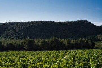 landscape of vineyards in bullas, murcia, spain.