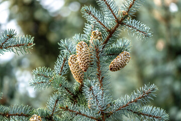 Pine branches with cones.