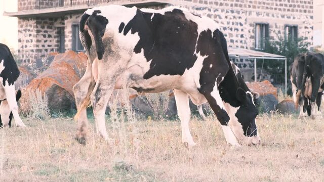 View from below of a herd of cows grazing in a meadow. Cows eat strava in rural areas. 4k, slow motion