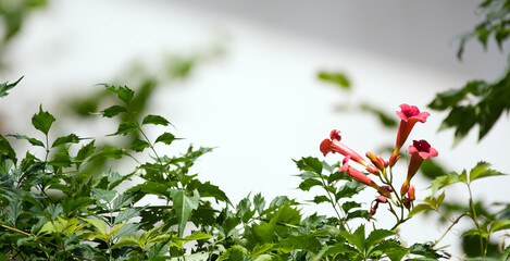 Kompozycja kwiatowa czerwony milin z listkami na rozmytym tle