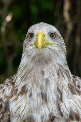 A light brown portrait of a sea eagle.
