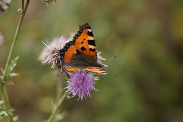 Fototapeta na wymiar Kleiner Fuchs Schmetterling auf Distel Blüten, Aglais urticae
