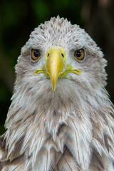 A light brown portrait of a sea eagle.