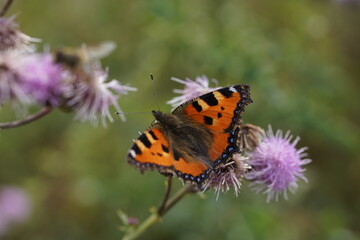 Kleiner Fuchs Schmetterling auf Distel Blüten, Aglais urticae