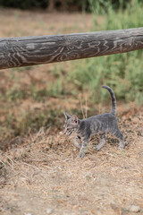 Cría de gato abandonado en mitad de la nada junto a un bosque gatito salvaje de color gris 
