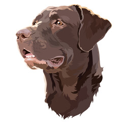 Head Brown  Labrador Retriever Vector Illustration