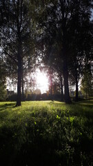 morning in the forest