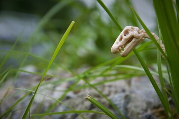 peeking dinosaur head skeleton of grass close-up