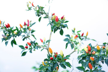 red hot chilly pepper flowers