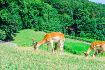 Herd of deer in field. Deer farm in Olimje, Slovenia.