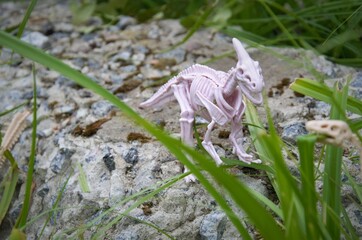dinosaur skeletons toys stand on a rock in the grass, game