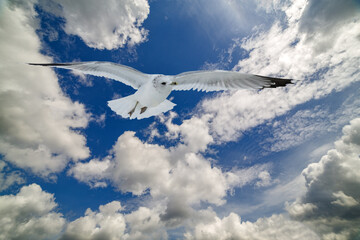 white seagull in sky with clouds