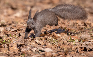 black squirrel running between old leaves