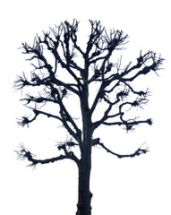 winter large bare dark isolated tree