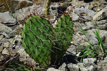 Opuntia cactus plants, also calle Prickly Pear, growing between rocks, summer afternoon sunshine. 