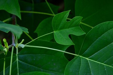 Deeply lobed young leaf of Chinese tulip poplar tree, also called  Chinese tulip tree or Chinese...