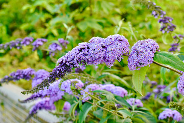 Closeup of butterfly bush in summer, England, UK
