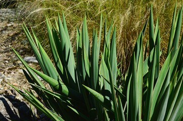 Green spiky leaves of Yucca plant called Adam's Needle or Weak-leaf Yucca, latin name Yucca...