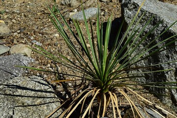 Naklejka na ściany i meble Spiky leaves of young plant Yucca Harrimaniae, also called Spanish bayonet, growing in arid soil between rocks, summer afternoon sunshine
