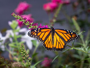 Beautiful orange and yellow monarch butterfly feeding on the plants in a domestic garden