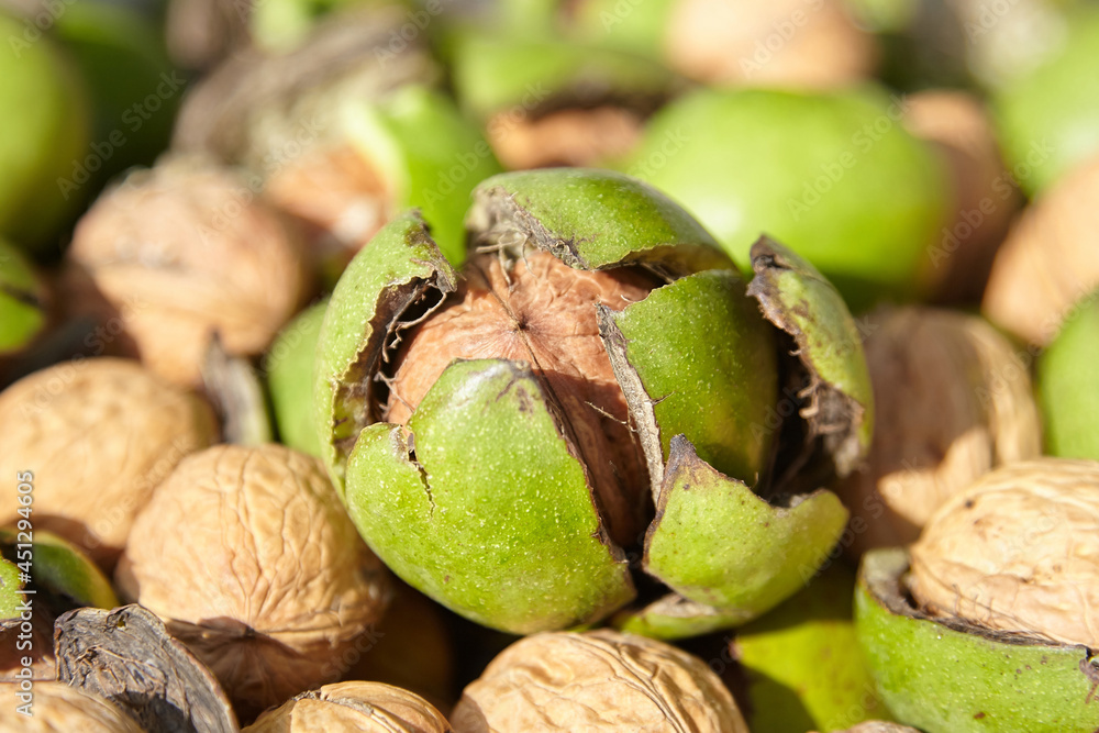 Wall mural walnuts and nut with pericarp harvest