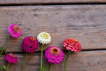 Bright blooms on the wooden background. Pink, fuchsia, red, scarlet.