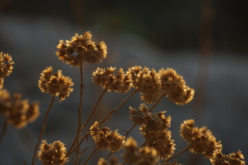 grass in the sun