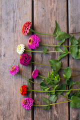 Bright blooms on the wooden background. Pink, fuchsia, red, scarlet.