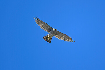Sperber-Weibchen // Eurasian Sparrowhawk - female (Accipiter nisus)