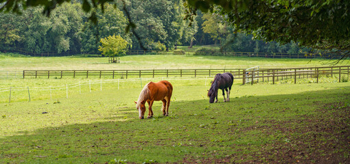 Naklejka premium a pair of horses out to pasture graze on the grass in the shade