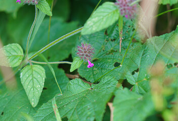 a beautiful small and delicate purple flower of a Wild Basil vine (Clinopodium vulgare) 