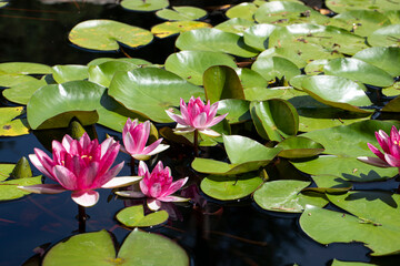 pink water lily