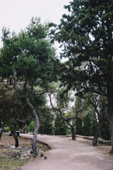 Empty path for pedestrians betveen curved trees on slope of Acropolis hill in Athens, Greece. Nobody.