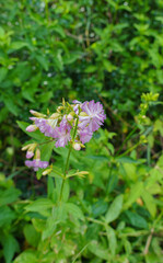 Wild Sweet William a.k.a. common soapwort, bouncing-bet, crow soap, and soapweed Saponaria officinalis)