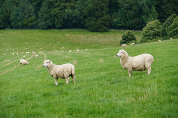 Romney marsh (Kent) mature lamb sheep out to pasture