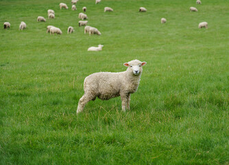 Romney marsh (Kent) mature lamb sheep out to pasture