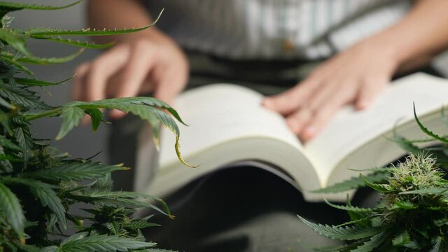 A female grower searching on textbook on weed cultivation indoor growing knowledge growth plant, nature and education concept, home indoor growing cannabis, alternative medical treatment research 