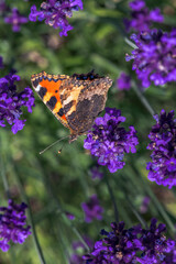 Ein kleiner Fuchs Schmetterling auf einer Lavendelblüte makro