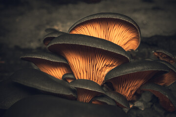 Forest mushroom © Grzegorz Marcinek
